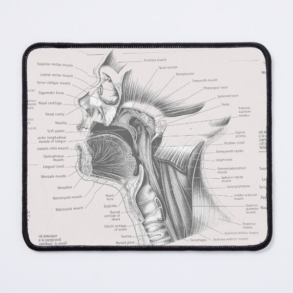 Item preview, muscle anatomy designed and sold by Cedartown.