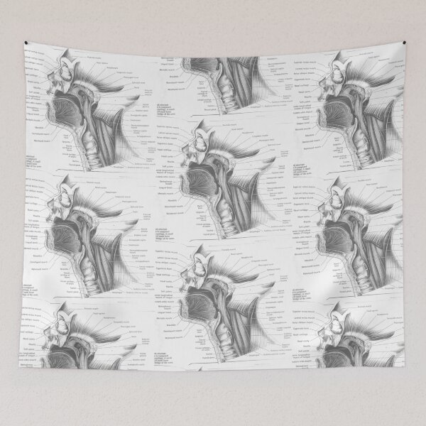Item preview, muscle anatomy designed and sold by Cedartown.