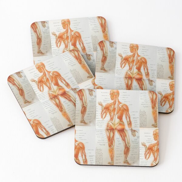 Item preview, muscle anatomy designed and sold by Cedartown.