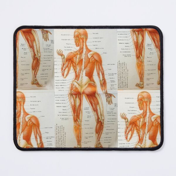 Item preview, muscle anatomy designed and sold by Cedartown.