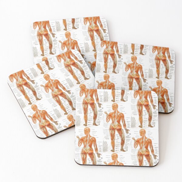 Item preview, muscle anatomy designed and sold by Cedartown.