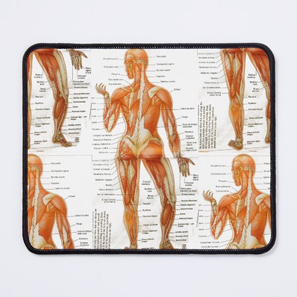 Item preview, muscle anatomy designed and sold by Cedartown.
