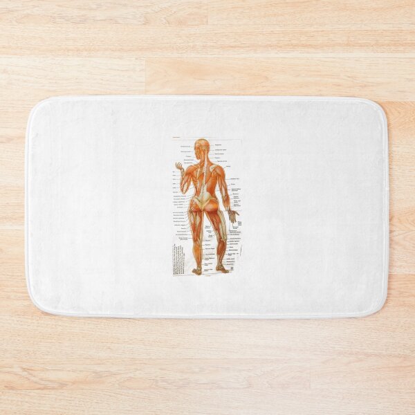 Item preview, muscle anatomy designed and sold by Cedartown.