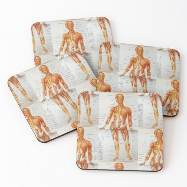 Item preview, muscle anatomy designed and sold by Cedartown.
