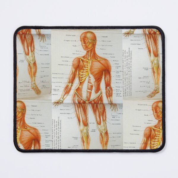 Item preview, muscle anatomy designed and sold by Cedartown.