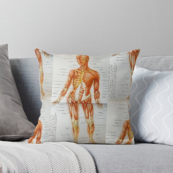 Item preview, muscle anatomy designed and sold by Cedartown.