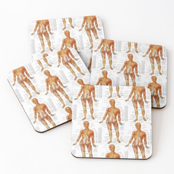 Item preview,  muscle anatomy designed and sold by Cedartown.