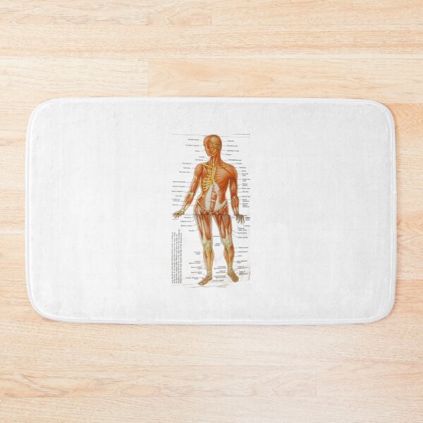 Item preview,  muscle anatomy designed and sold by Cedartown.