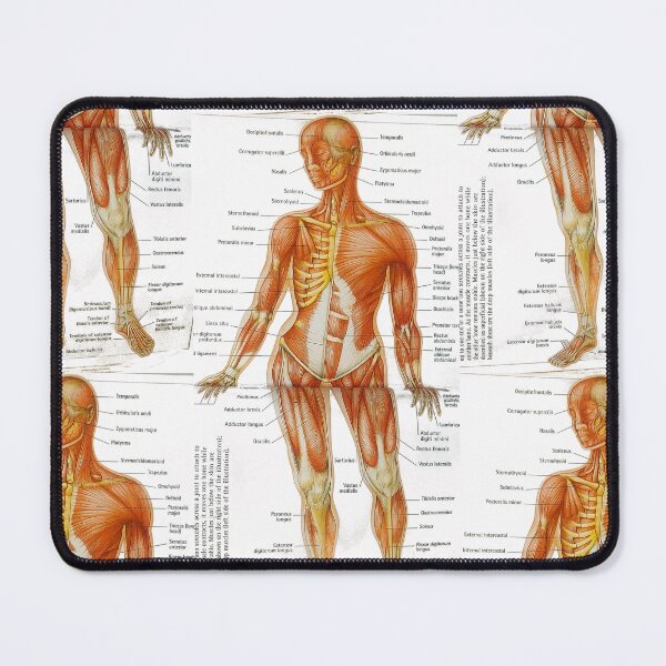Item preview, muscle anatomy designed and sold by Cedartown.