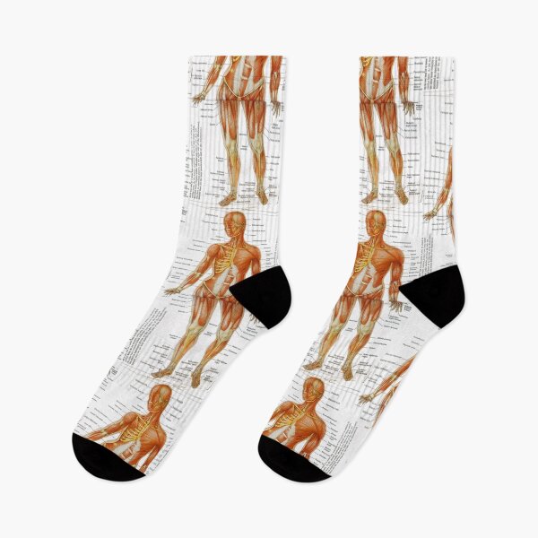Item preview,  muscle anatomy designed and sold by Cedartown.
