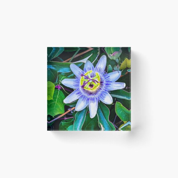 Item preview, Beautiful Passion Flower - Harcourt Station, Victoria, Australia designed and sold by Steven Jodoin.