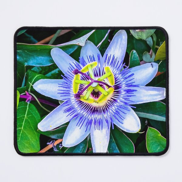 Item preview, Beautiful Passion Flower - Harcourt Station, Victoria, Australia designed and sold by Steven Jodoin.