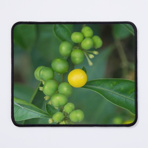 Item preview, Two-leaf Nightshade or Amatillo designed and sold by ROSE ANN BANILAR.