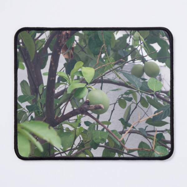 Item preview, Bengal Quince, Wood Apple, or Stone Apple designed and sold by ROSE ANN BANILAR.
