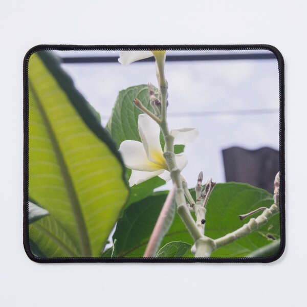 Item preview, Plumeria flowers_02 designed and sold by ROSE ANN BANILAR.