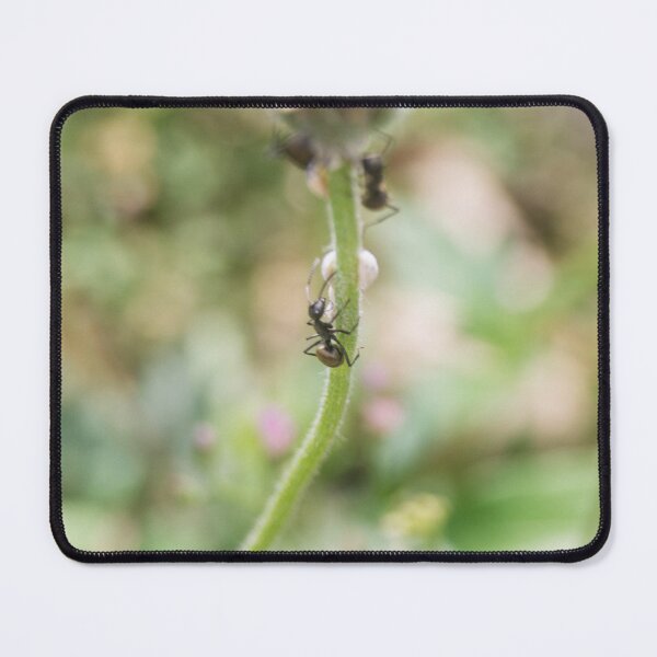 Item preview, spiny ants designed and sold by ROSE ANN BANILAR.