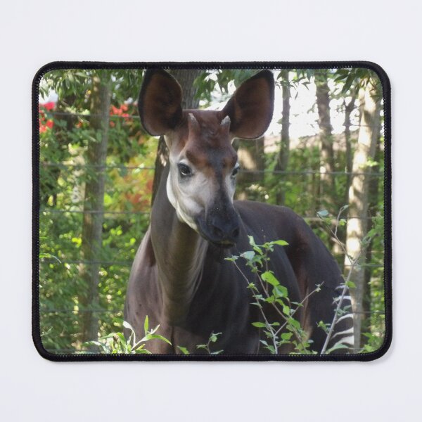 Item preview, Graceful Okapi designed and sold by Vixeni.