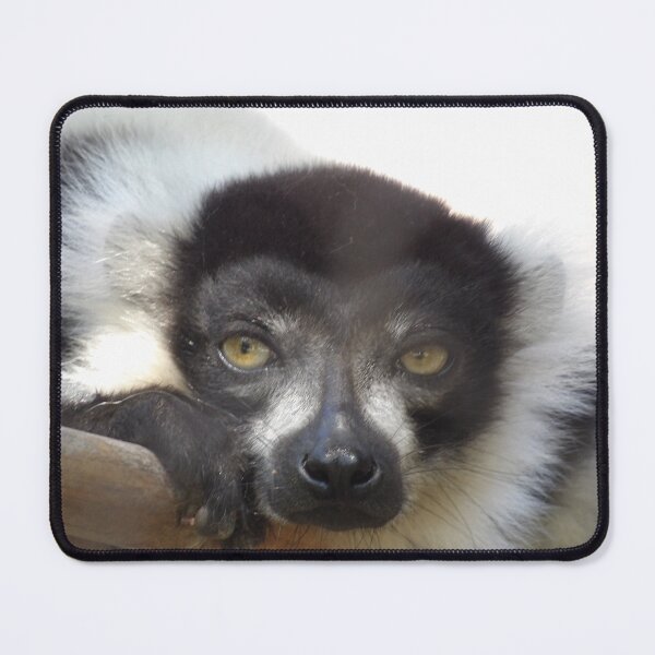 Item preview, Black and White Ruffed Lemur Close-up designed and sold by Vixeni.