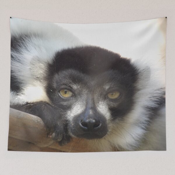 Item preview, Black and White Ruffed Lemur Close-up designed and sold by Vixeni.