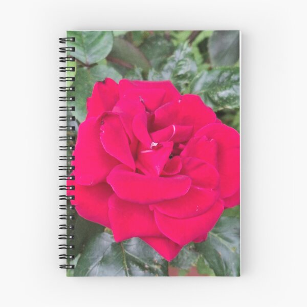 Item preview, Barry's Rose designed and sold by Daisy Lane Gifts UK.