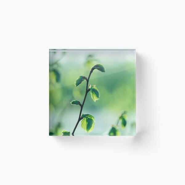 Item preview, Airy Green Botanical Nature Photography Print designed and sold by Mutezone.