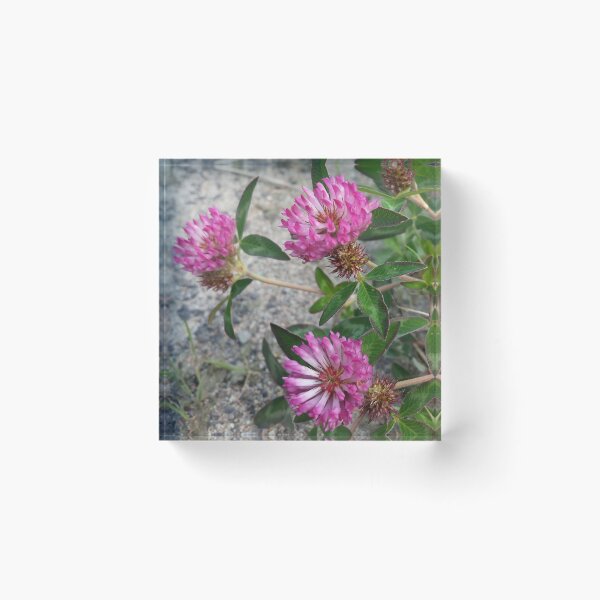 Item preview, Red Clover Countryside designed and sold by CalmnessbyChoice.