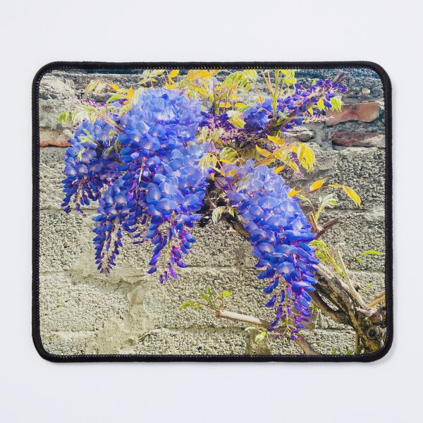 Item preview, Cascading Purple Wisteria Blooms on Rustic Stone Wall designed and sold by BalkanBloom.