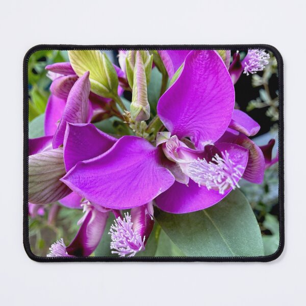 Item preview, Vibrant Purple Myrtle-Leaf Milkwort Sweet Pea Bush designed and sold by BalkanBloom.