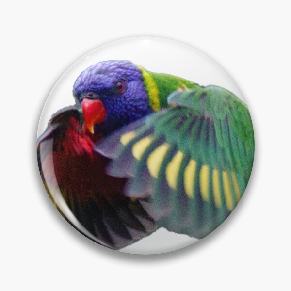 Item preview, Rainbow Lorikeet in Flight, white background designed and sold by BirdsAlive.
