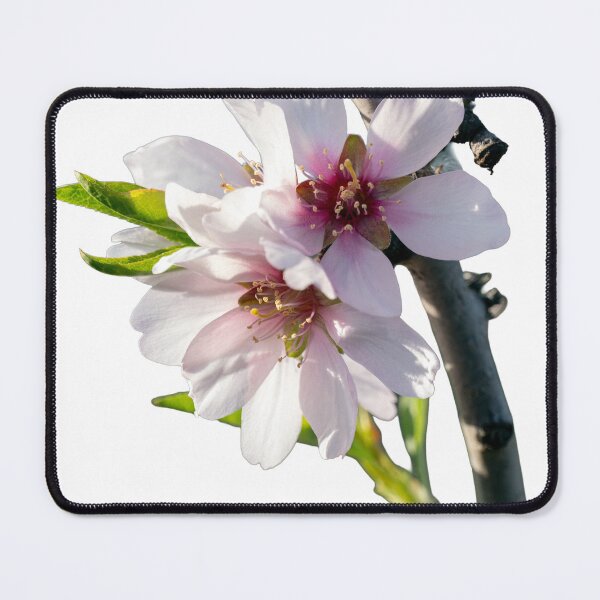 Item preview, Almond blossoms blooming on a branch with a transparent background designed and sold by elopezstock.