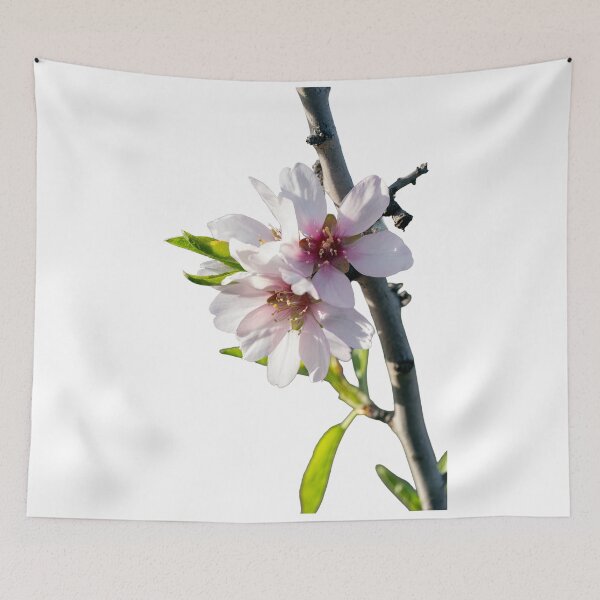 Item preview, Almond blossoms blooming on a branch with a transparent background designed and sold by elopezstock.