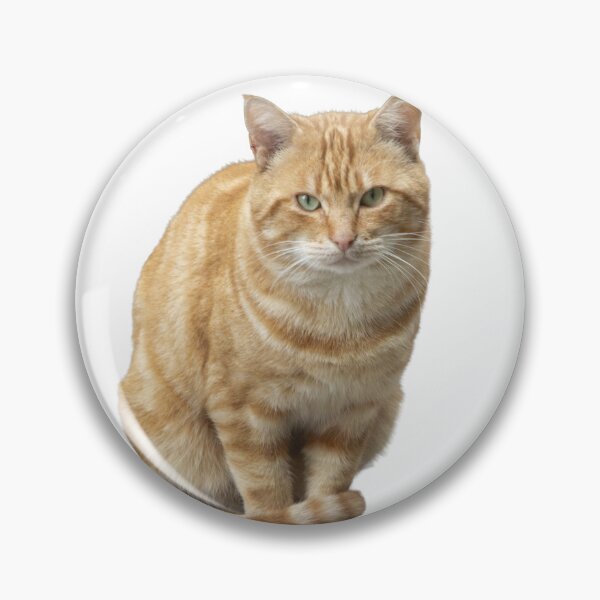 Item preview, A cat with green eyes is sitting on a white background. designed and sold by elopezstock.