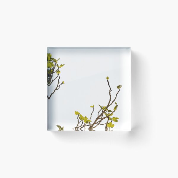 Item preview, Green shoots of a fig tree designed and sold by elopezstock.