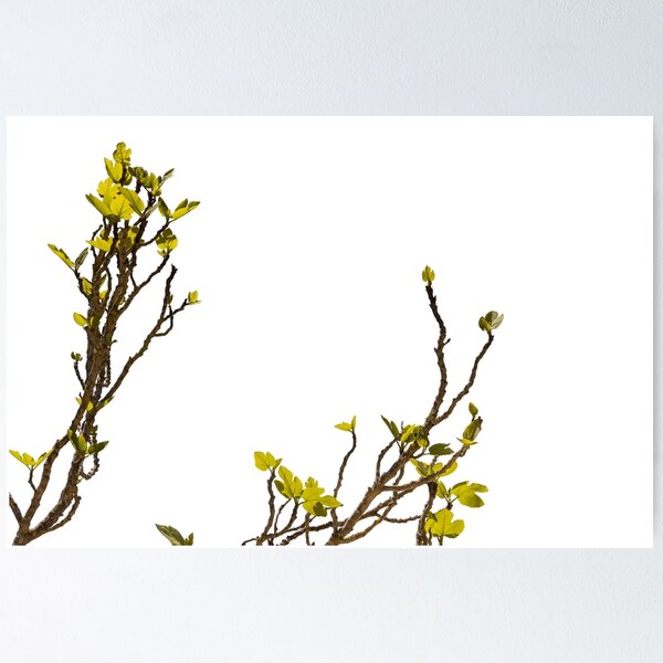 Item preview, Green shoots of a fig tree designed and sold by elopezstock.