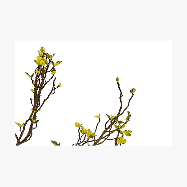 Item preview, Green shoots of a fig tree designed and sold by elopezstock.