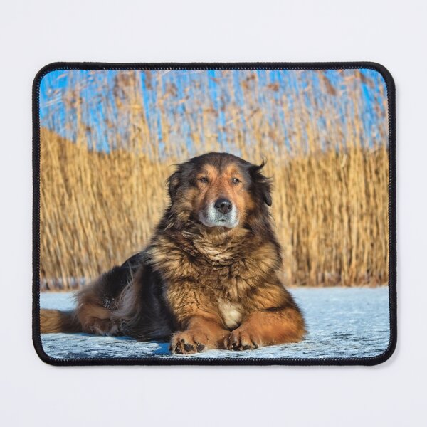 Item preview, Dog on Ice designed and sold by KosankaWear.