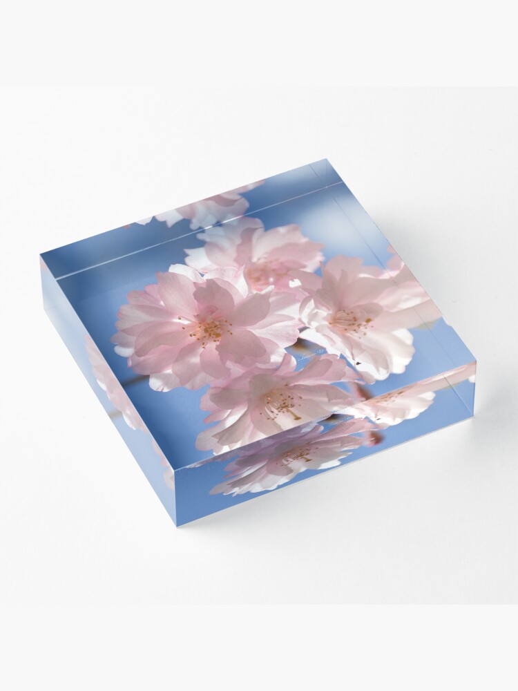 Alternate view of Cherry Blossom Photograph Acrylic Block