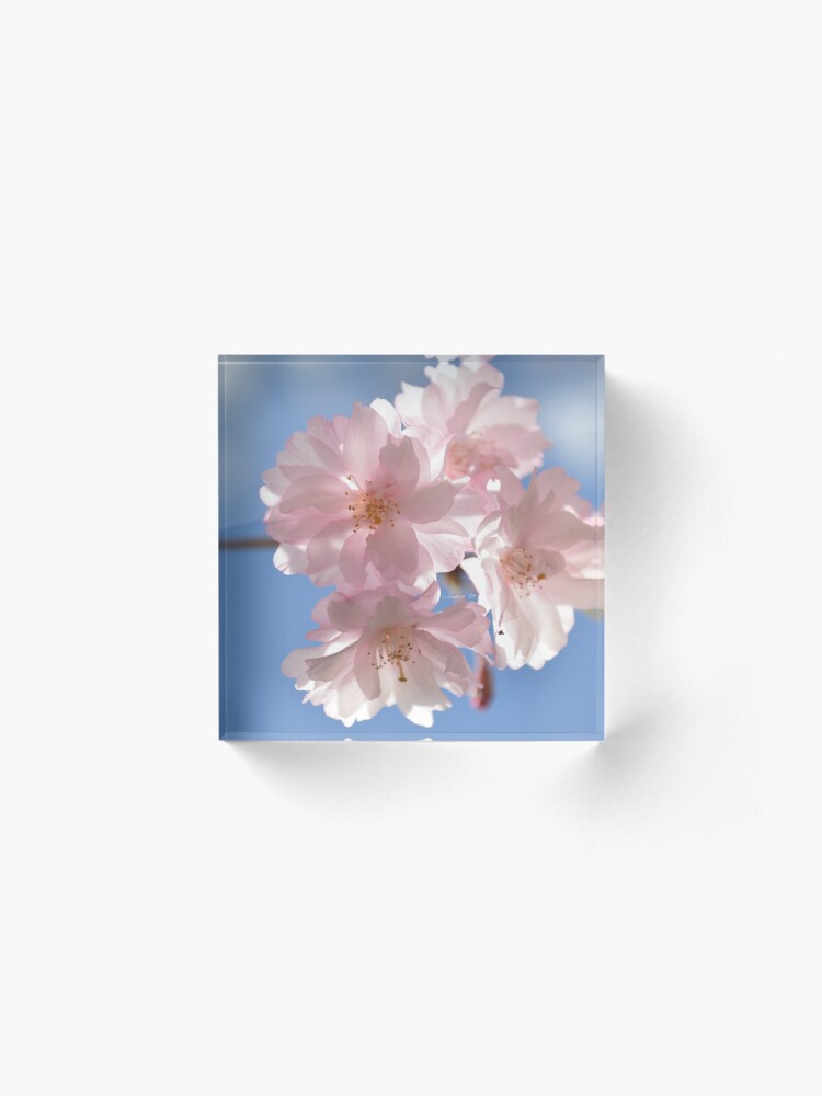 Alternate view of Cherry Blossom Photograph Acrylic Block