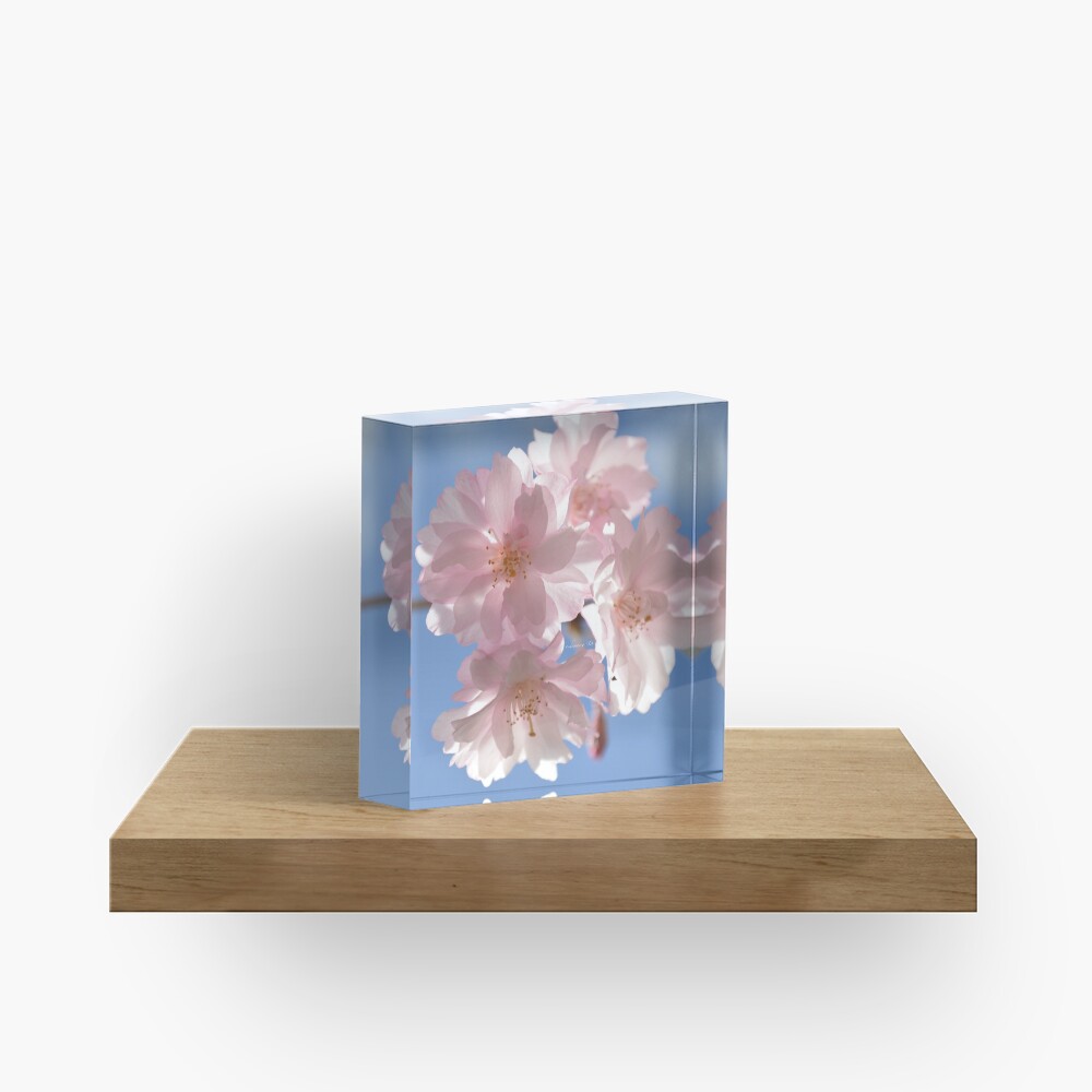 Cherry Blossom Photograph Acrylic Block