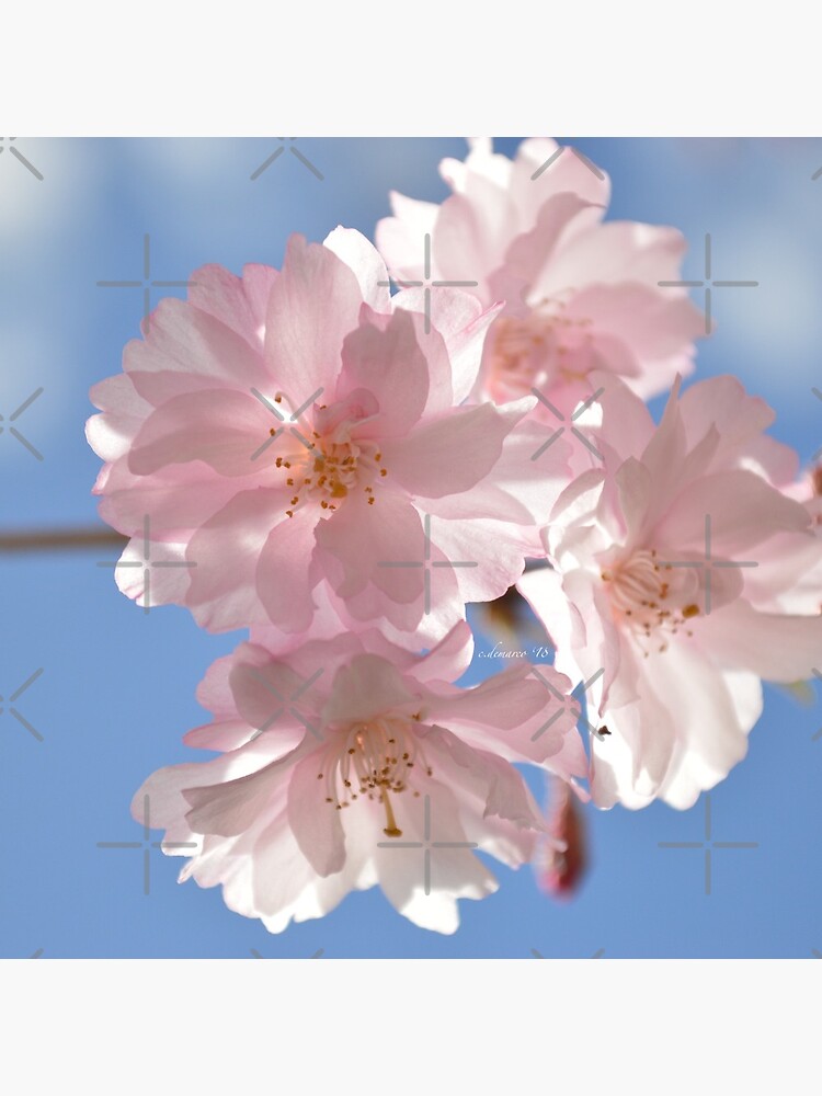 Cherry Blossom Photograph by c-demarco