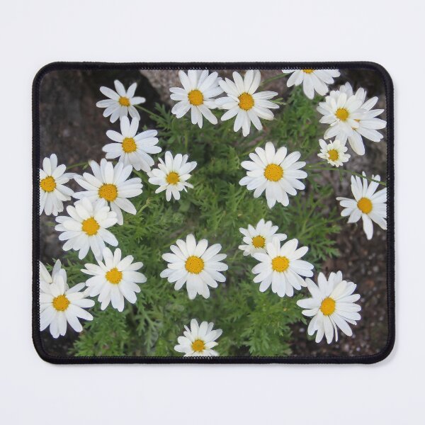 Item preview, Daisies On the Rocks designed and sold by heatherfriedman.