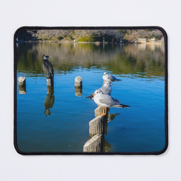 Item preview, Great Cormorant and Black-headed Gulls designed and sold by Pix4Japan.