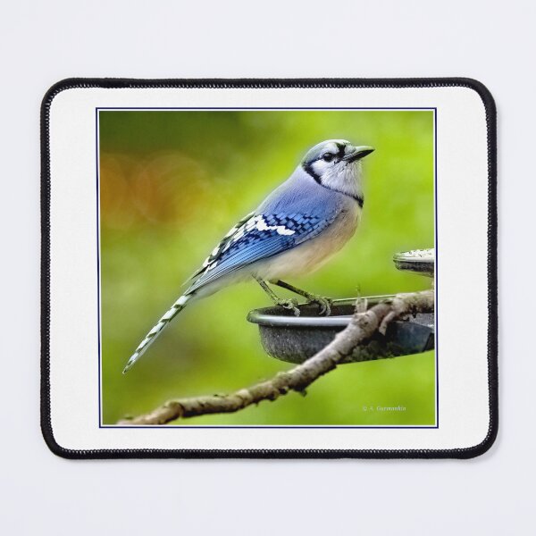 Item preview, North American Bluejay on Bird Feeder designed and sold by AMacGPhilly.
