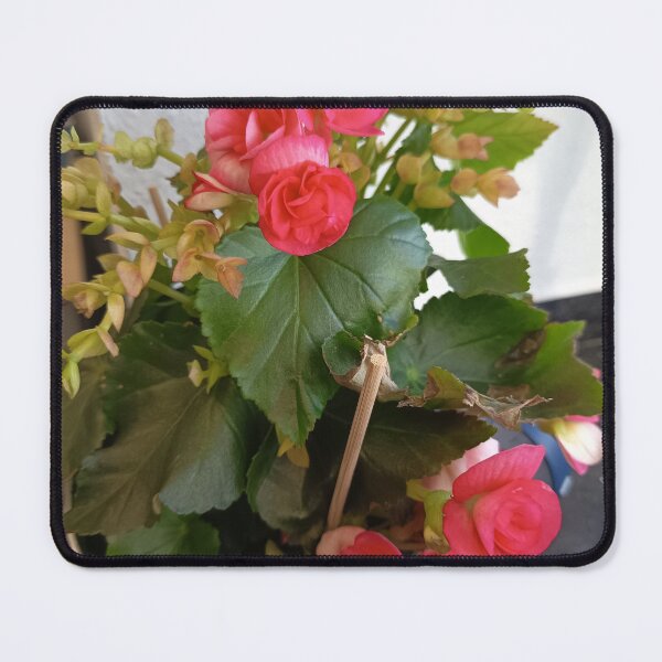 Item preview, Pink Begonia in Decorative Flower Pot designed and sold by PhuongVoArt.