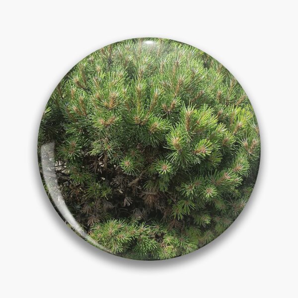 Item preview, Dwarf Pine Shrub in Sunlight designed and sold by PhuongVoArt.