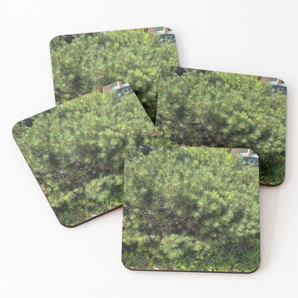 Item preview, Dwarf Pine Shrub in Sunlight designed and sold by PhuongVoArt.