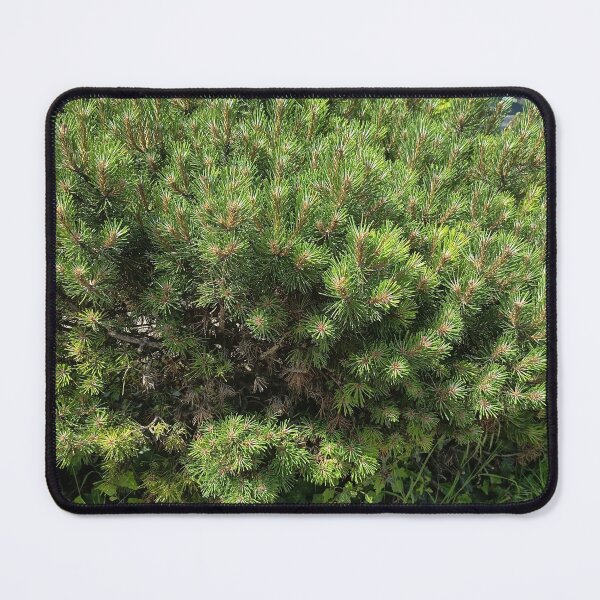 Item preview, Dwarf Pine Shrub in Sunlight designed and sold by PhuongVoArt.