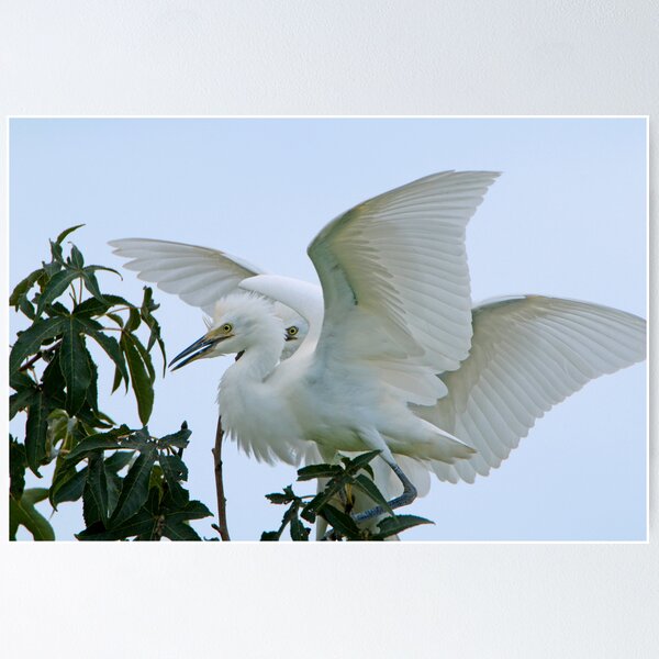 Item preview, White Wings designed and sold by Bonnie T.  Barry.