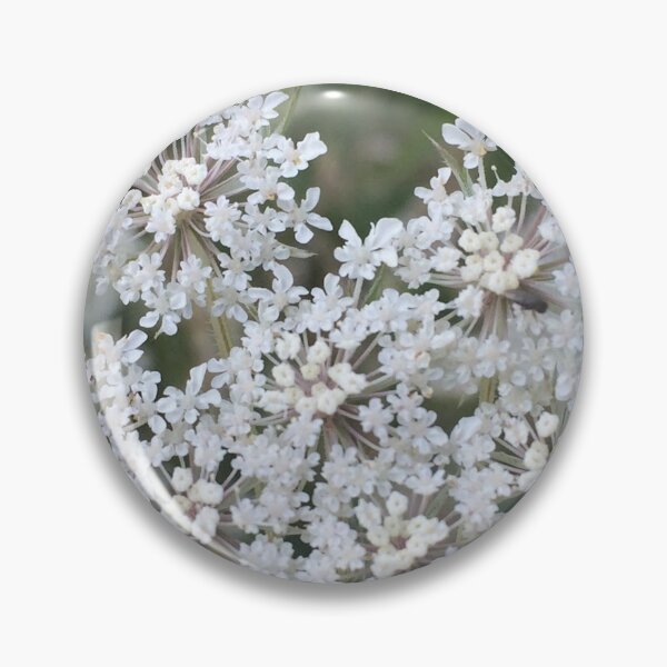 Item preview, Queen Anne's Lace Close up, REAL photograph designed and sold by GiSilver.