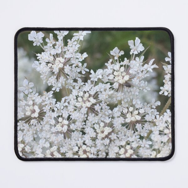 Item preview, Queen Anne's Lace Close up, REAL photograph designed and sold by GiSilver.